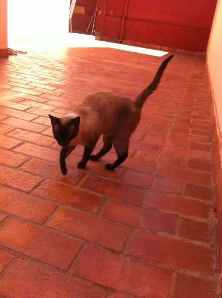 Gato ra a Siam idade  nome Linda Gatinha