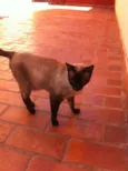 Linda Gatinha