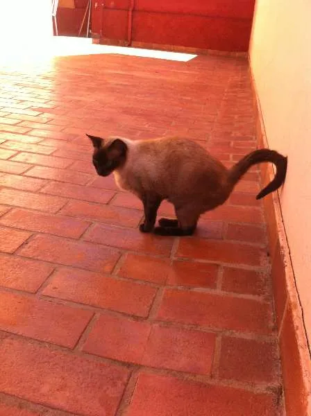 Gato ra a Siam idade  nome Linda Gatinha