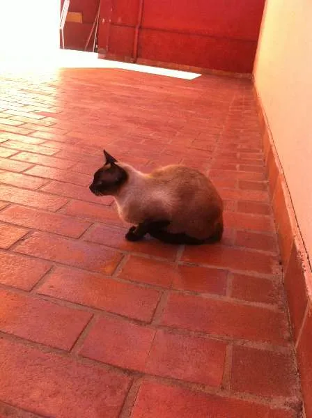 Gato ra a Siam idade  nome Linda Gatinha
