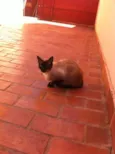 Linda Gatinha