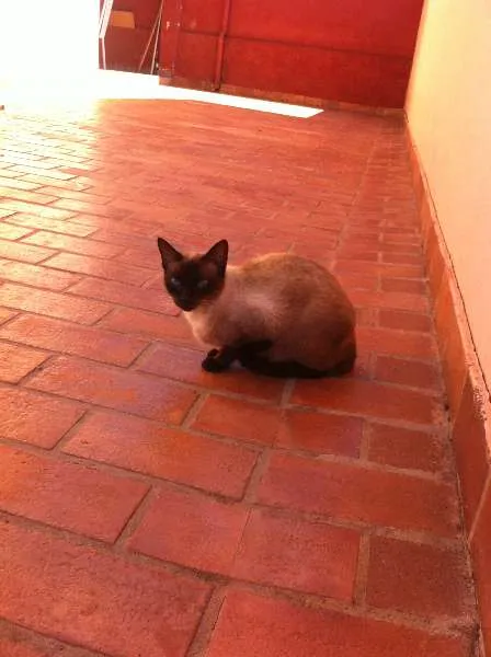 Gato ra a Siam idade  nome Linda Gatinha