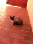 Linda Gatinha