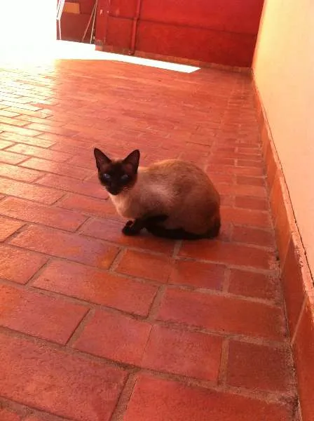 Gato ra a Siam idade  nome Linda Gatinha
