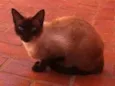 Linda Gatinha