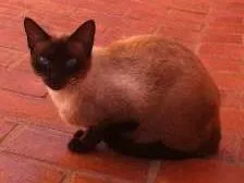 Gato ra a Siam idade  nome Linda Gatinha