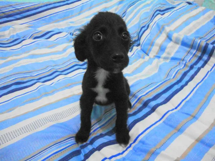 Cachorro ra a SRD idade Abaixo de 2 meses nome Pinguinho