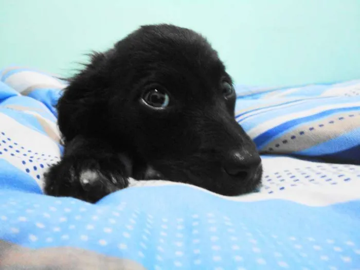 Cachorro ra a SRD idade Abaixo de 2 meses nome Pinguinho
