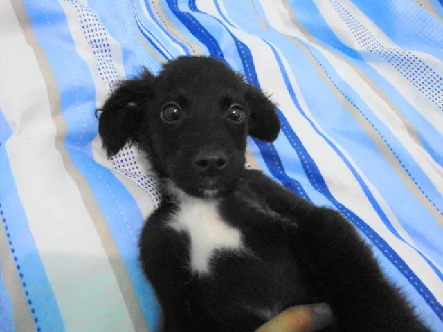 Cachorro ra a SRD idade Abaixo de 2 meses nome Pinguinho