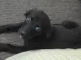 Pinguinho