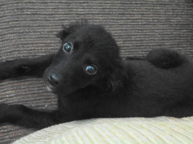 Cachorro ra a SRD idade Abaixo de 2 meses nome Pinguinho