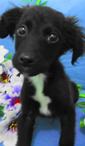 Cachorro ra a SRD idade Abaixo de 2 meses nome Pinguinho