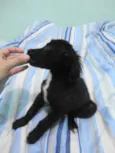 Pinguinho