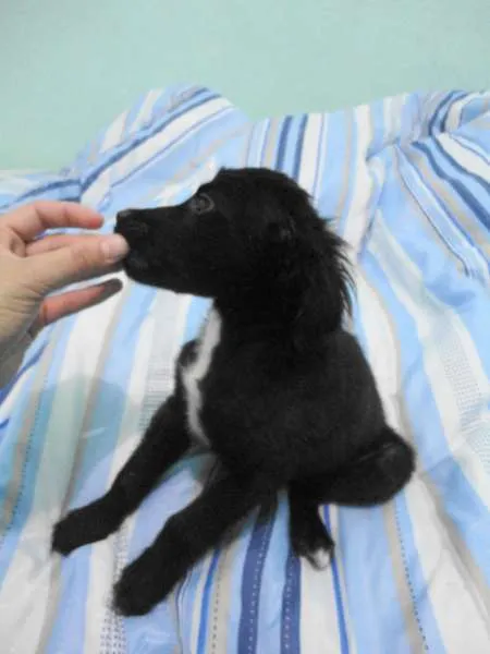 Cachorro ra a SRD idade Abaixo de 2 meses nome Pinguinho