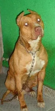 Cachorro raça pit bull idade 5 anos nome max