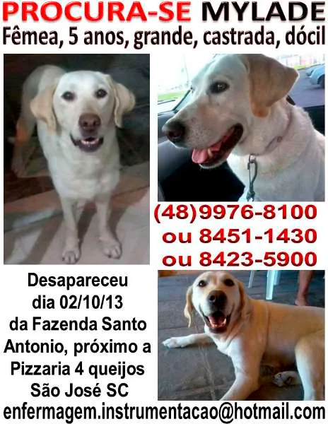 Cachorro ra a Labrador idade 5 anos nome MYLADE