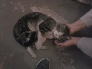 Gato raça Vira Lata idade 3 anos nome Cidinho