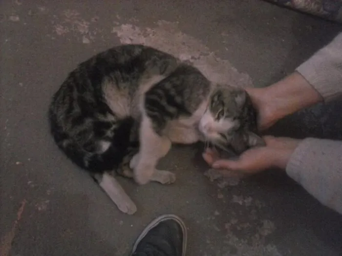Gato ra a Vira Lata idade 3 anos nome Cidinho