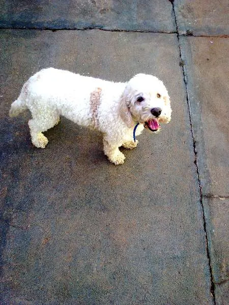 Cachorro ra a Poodle  idade 3 anos nome sem nome 