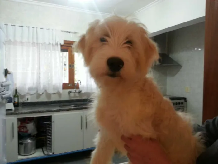 Cachorro ra a SRD idade 2 a 6 meses nome Pit