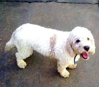 Cachorro ra a Poodle  idade 3 anos nome sem nome 