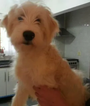 Cachorro raça SRD idade 2 a 6 meses nome Pit