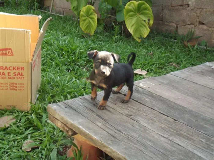 Cachorro raça indefinida idade Abaixo de 2 meses nome filhotes
