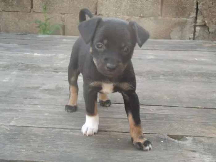 Cachorro raça indefinida idade Abaixo de 2 meses nome filhotes