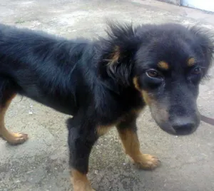 Cachorro raça  idade 2 a 6 meses nome Gordinho