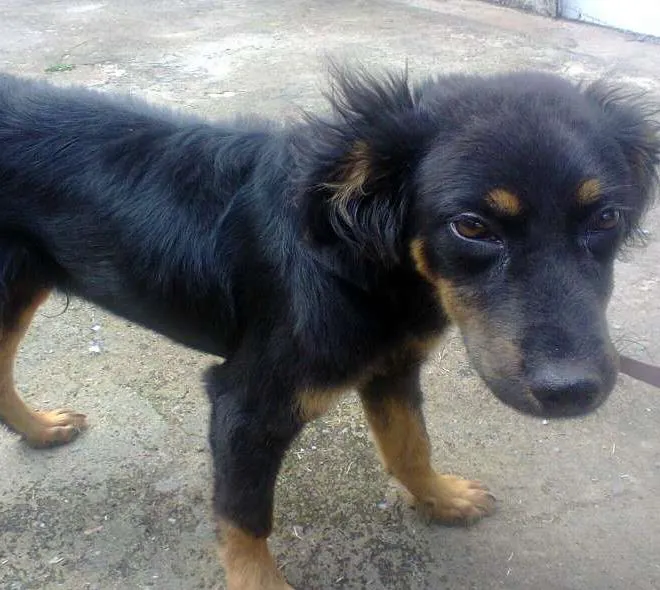 Cachorro ra a  idade 2 a 6 meses nome Gordinho