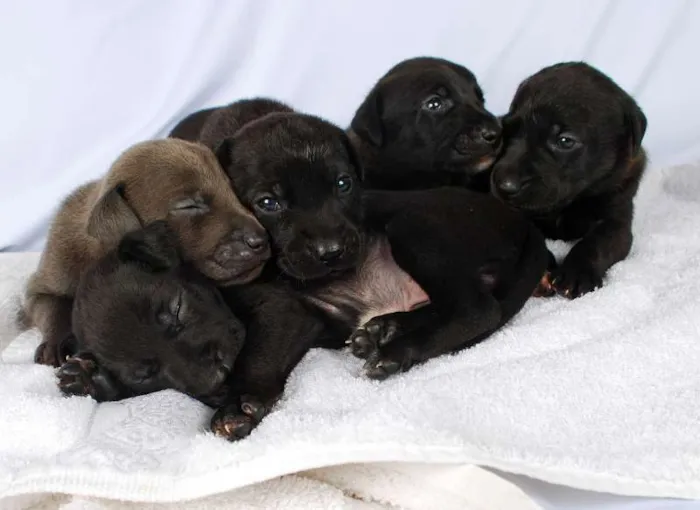 Cachorro ra a Não tem idade Abaixo de 2 meses nome Filhotes