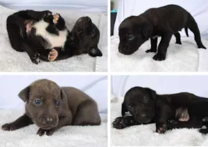 Cachorro raça Não tem idade Abaixo de 2 meses nome Filhotes