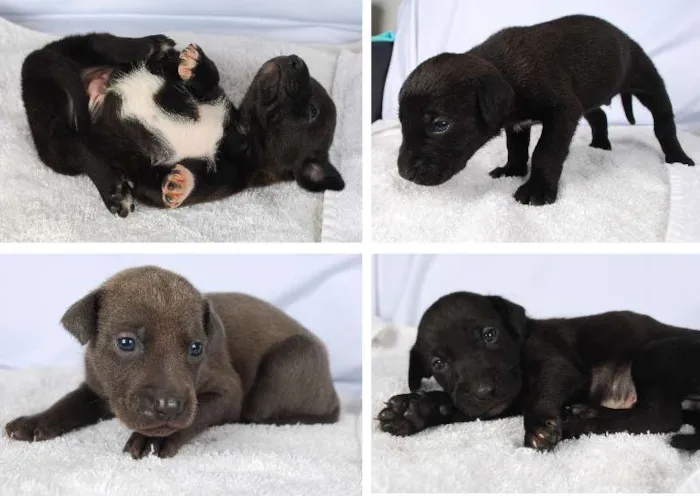 Cachorro ra a Não tem idade Abaixo de 2 meses nome Filhotes