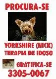 Cachorro raça yorkshire idade 2 anos nome Nick GRATIFICA