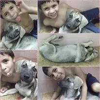 Cachorro ra a srd idade  nome Jujuba