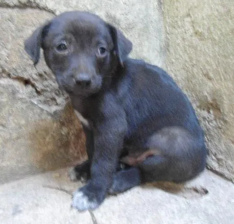 Cachorro ra a SRD idade 2 a 6 meses nome SEM NOME
