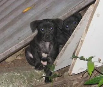 Cachorro ra a SRD idade 2 a 6 meses nome SEM NOME