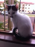 Gato Bigodin