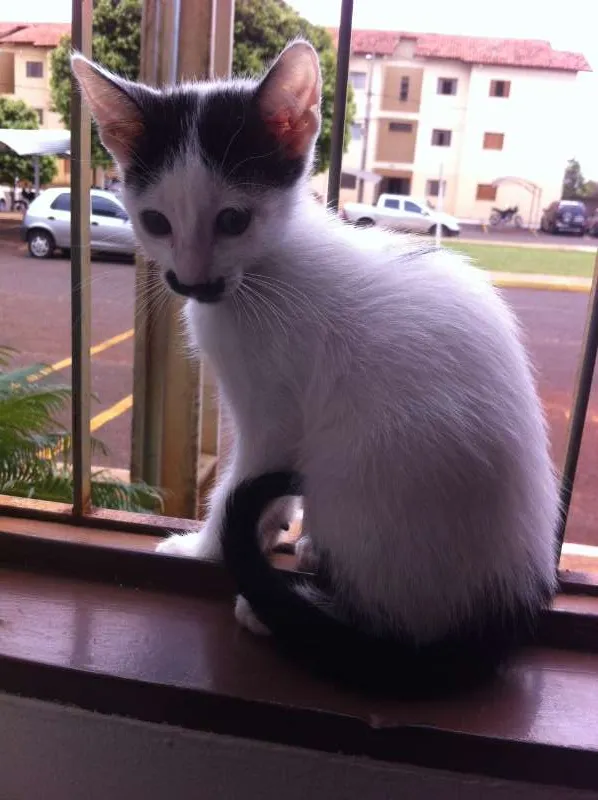 Gato ra a SRD idade  nome Gato Bigodin