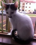 Gato Bigodin