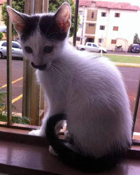 Gato ra a SRD idade  nome Gato Bigodin