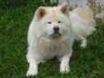 Aiko