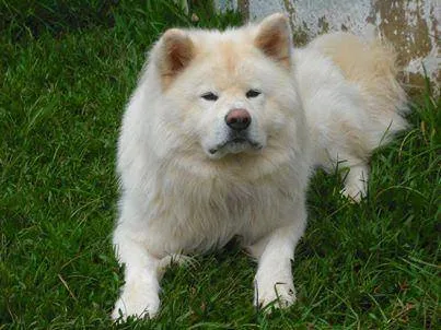 Cachorro ra a Akita Inu idade 2 anos nome Aiko
