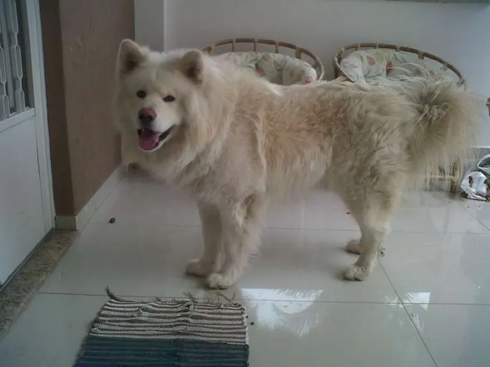 Cachorro ra a Akita Inu idade 2 anos nome Aiko