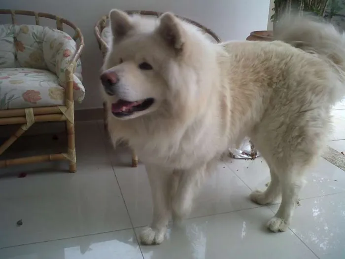 Cachorro ra a Akita Inu idade 2 anos nome Aiko