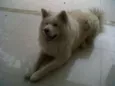 Aiko