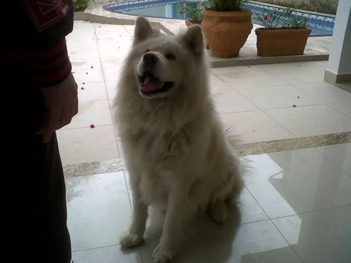 Cachorro ra a Akita Inu idade 2 anos nome Aiko