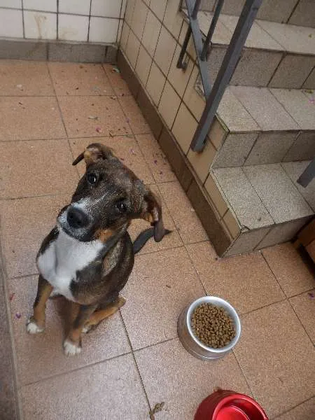 Cachorro ra a SRD idade 2 a 6 meses nome Umê