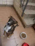 Umê