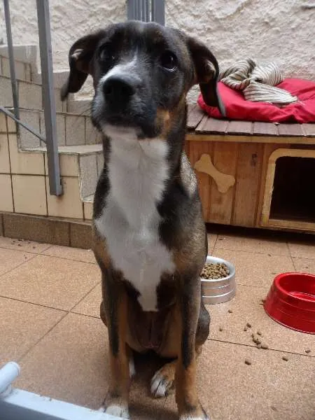 Cachorro ra a SRD idade 2 a 6 meses nome Umê